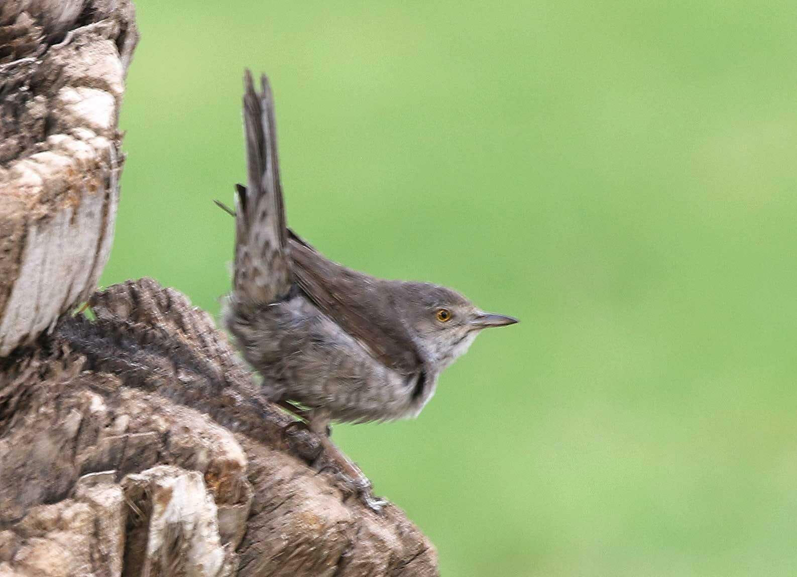 Barred Warbler about to fly from tree truck