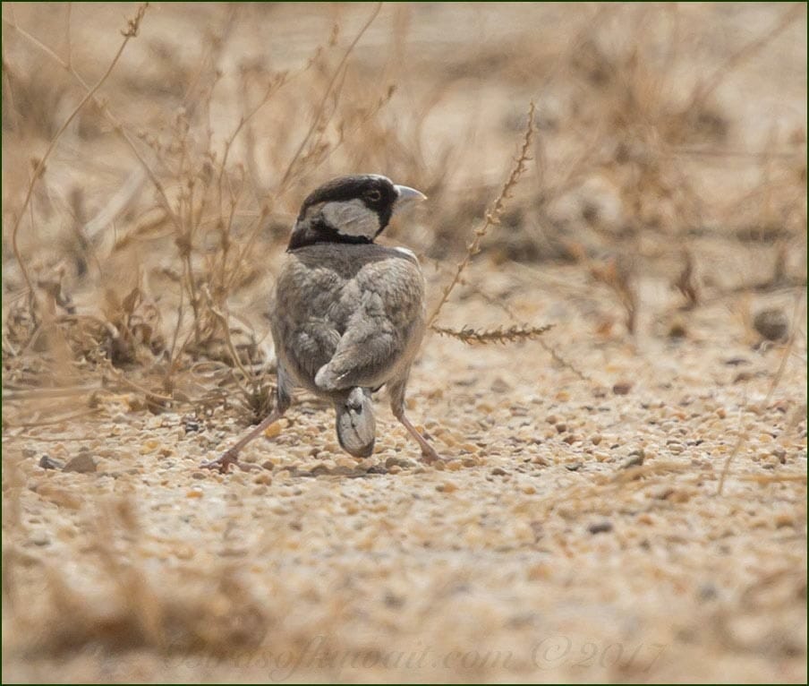 Black-crowned Sparrow-Lark on the ground