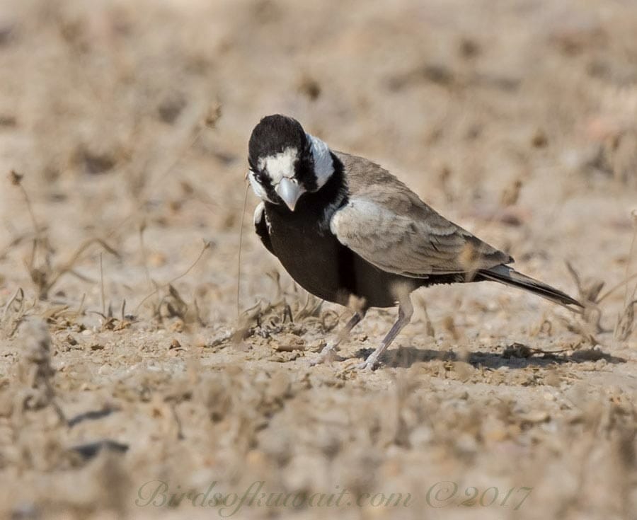 Black-crowned Sparrow-Lark feeding in the desert