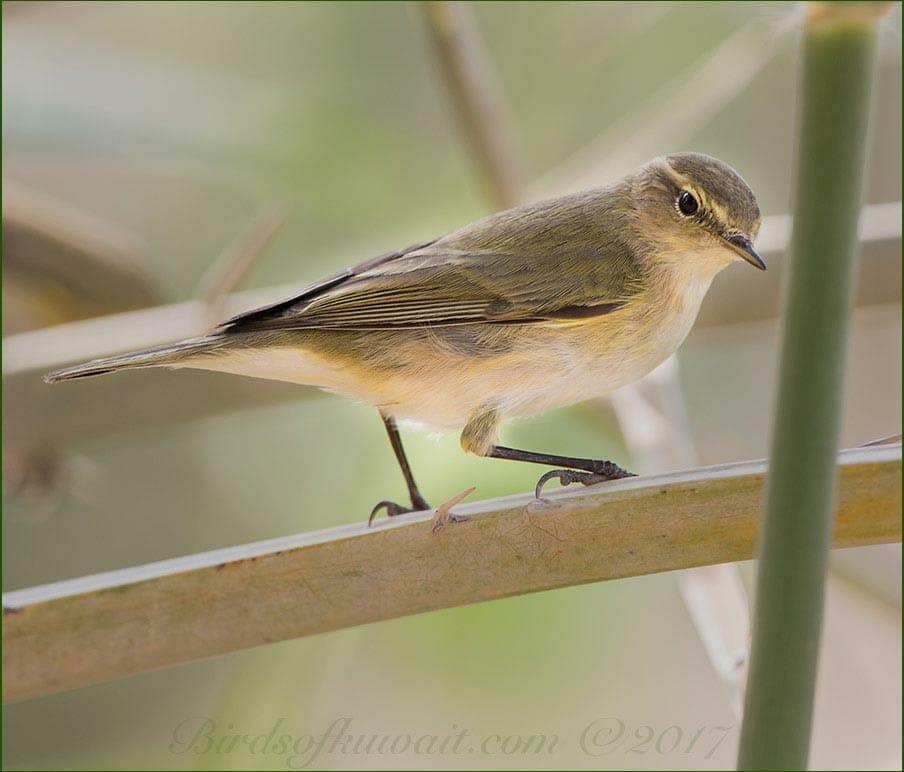 A Common Chiffchaff is perched on a palm tree leaf