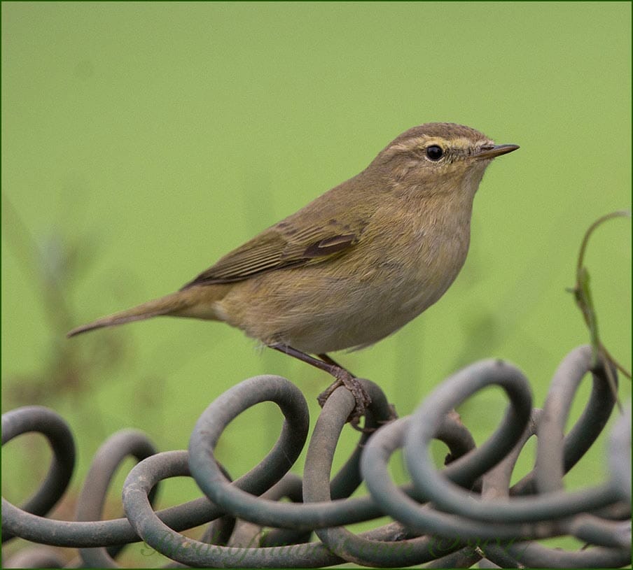 Common Chiffchaff on wires