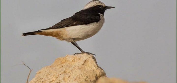 Eastern Mourning Wheatear perching on a rock