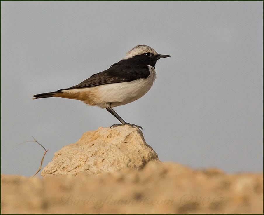 Eastern Mourning Wheatear perching on a rock