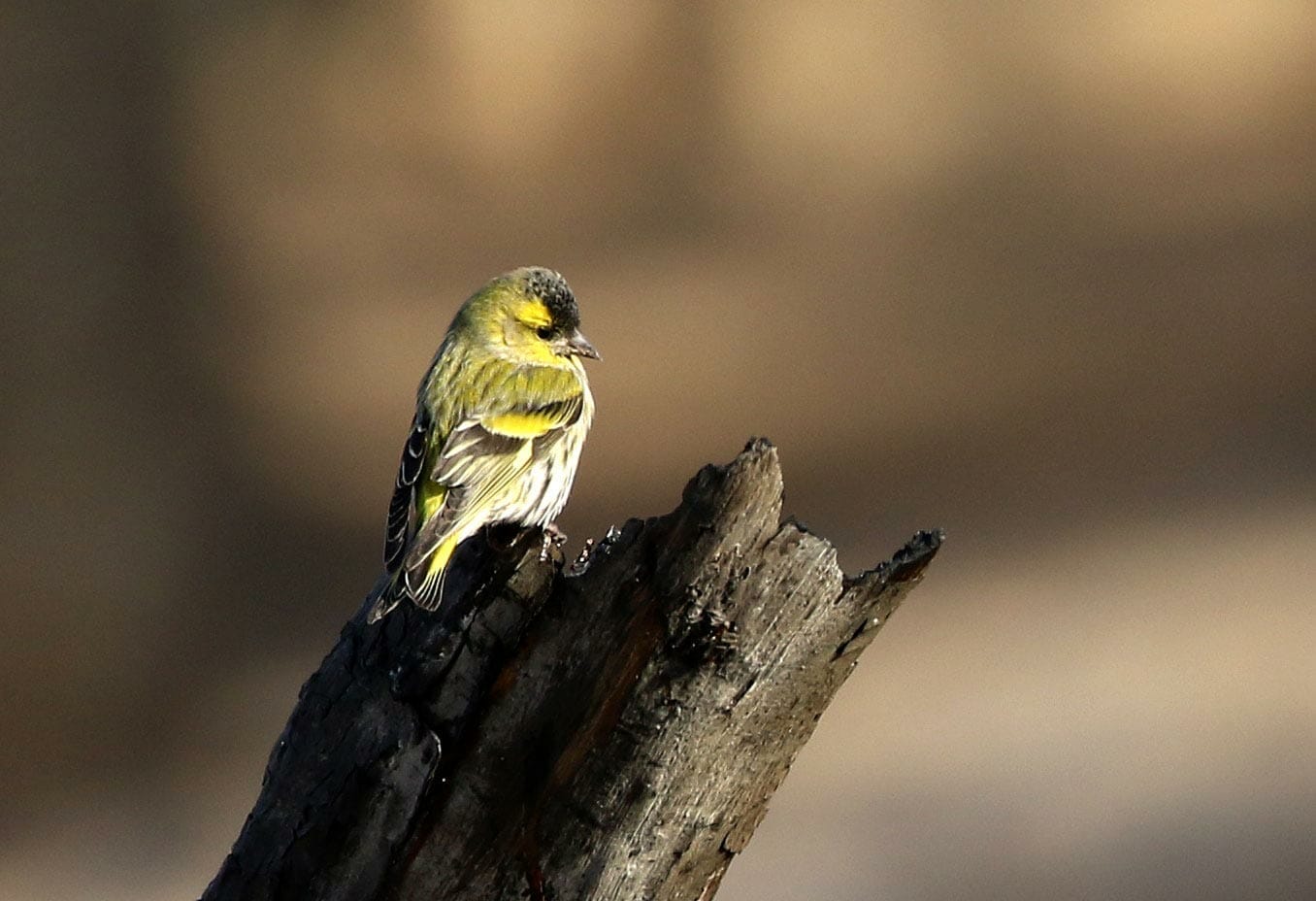 Eurasian Siskin on old log