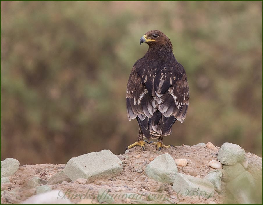 Greater Spotted Eagle on a hill