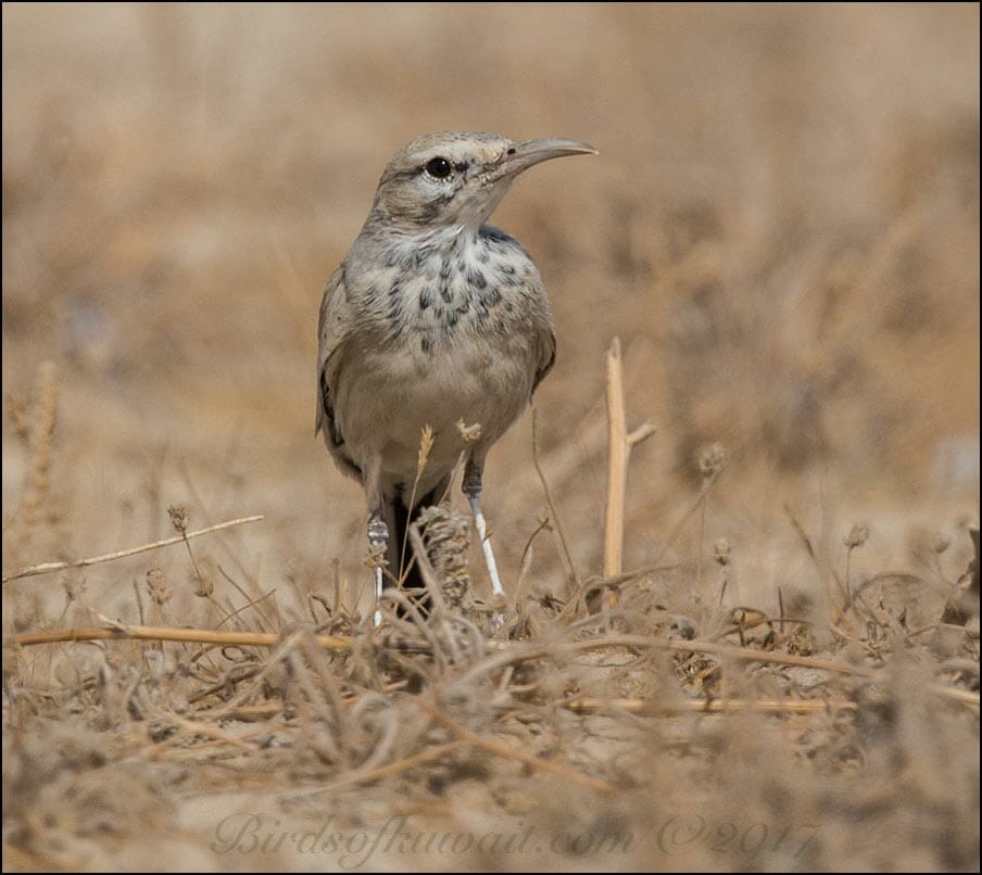 Greater Hoopoe-Lark on twigs on the ground