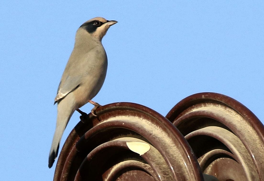 A Hypocolius is perched on electricity insulator