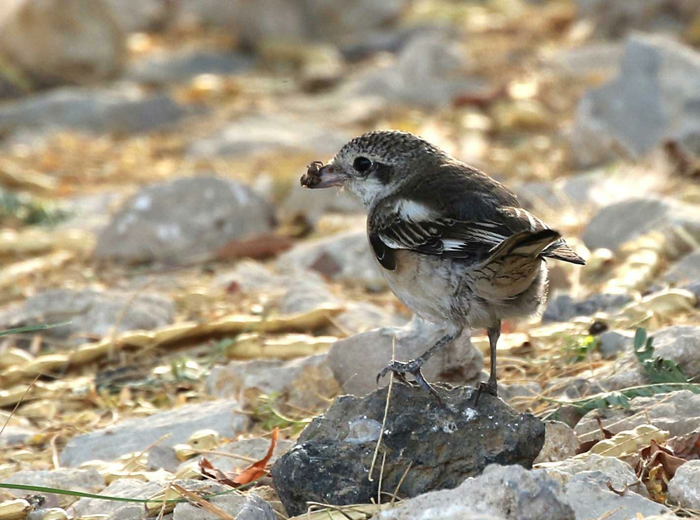 Masked Shrike with a spider in its beak