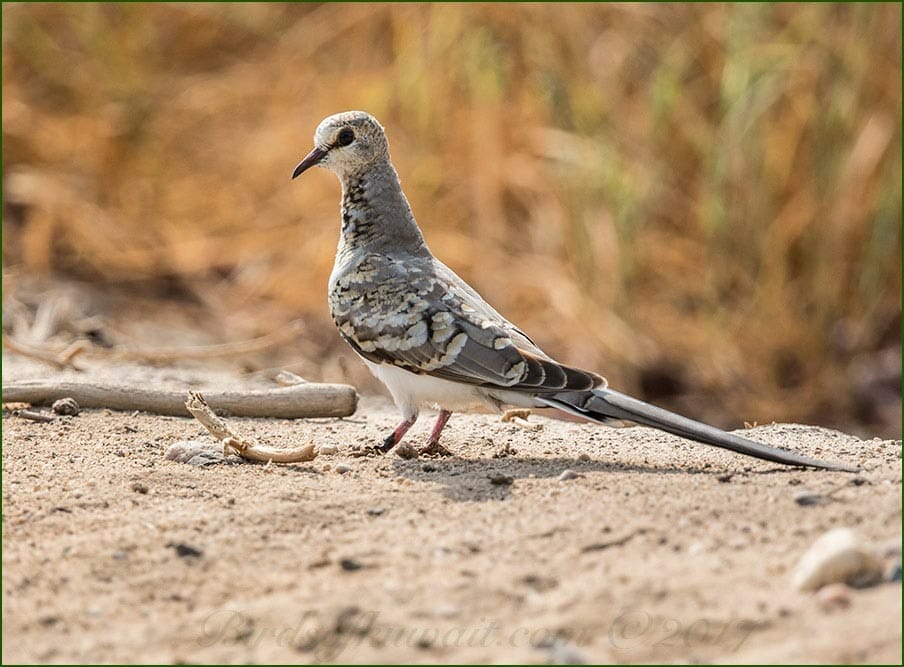 A juvenile Namaqua Dove on the ground