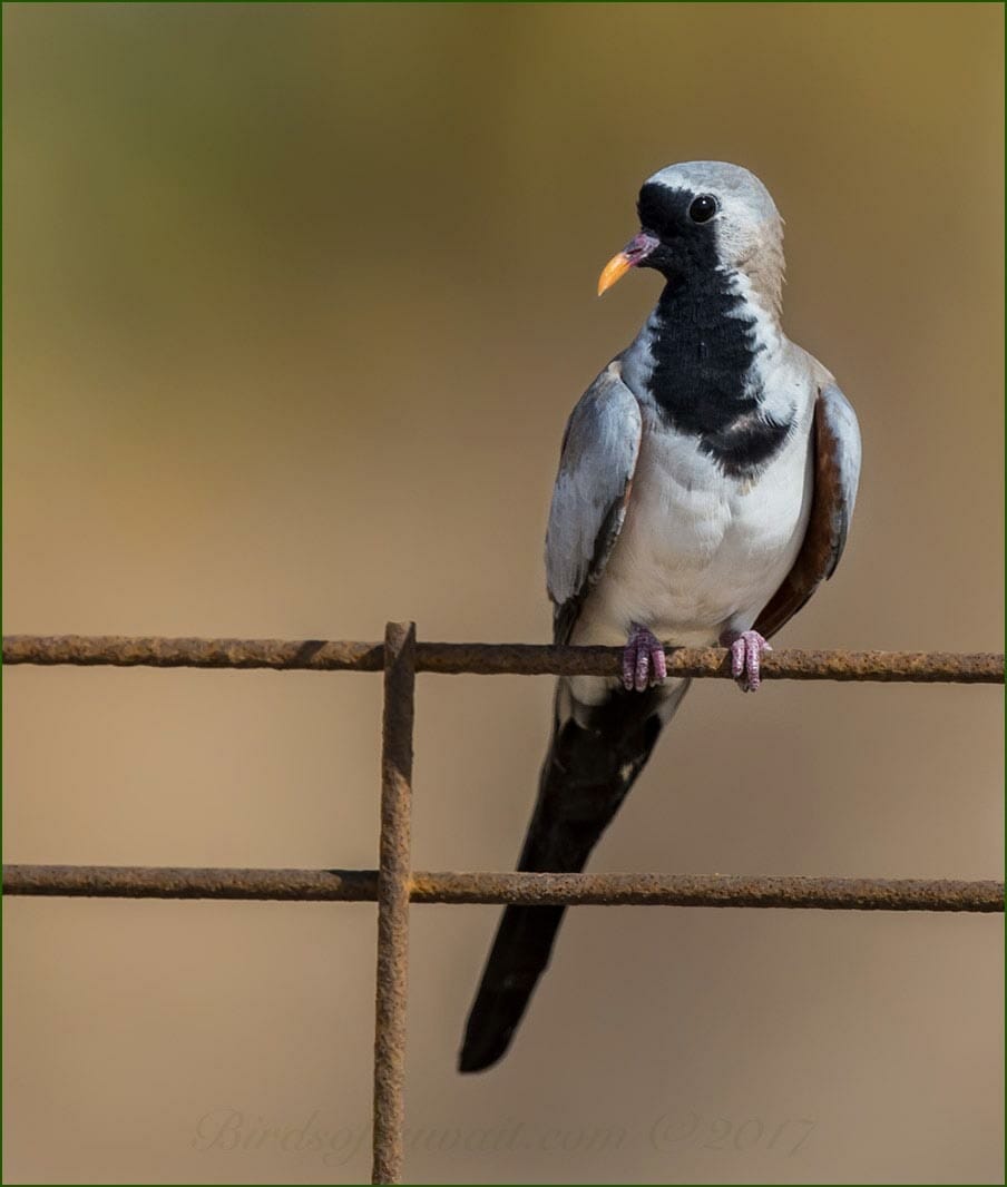A Namaqua Dove is perched of a fence