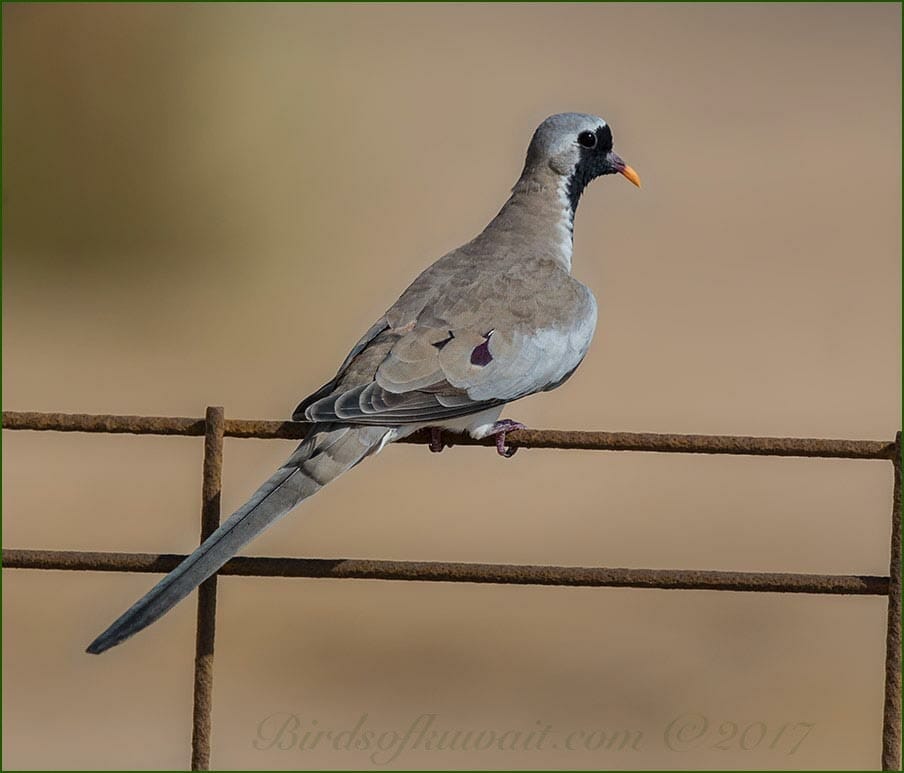 A Namaqua Dove is perched of a fence