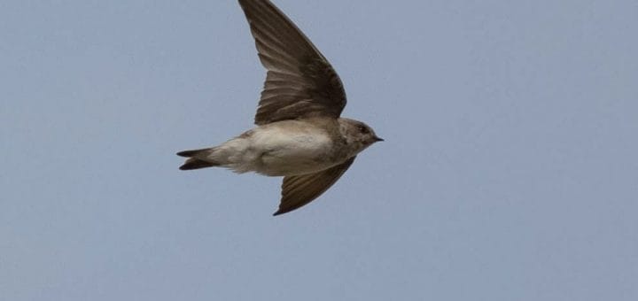 Grey-throated Martin in flight