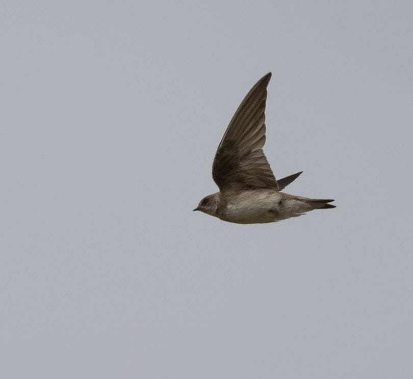 Grey-throated Martin Riparia chinensis