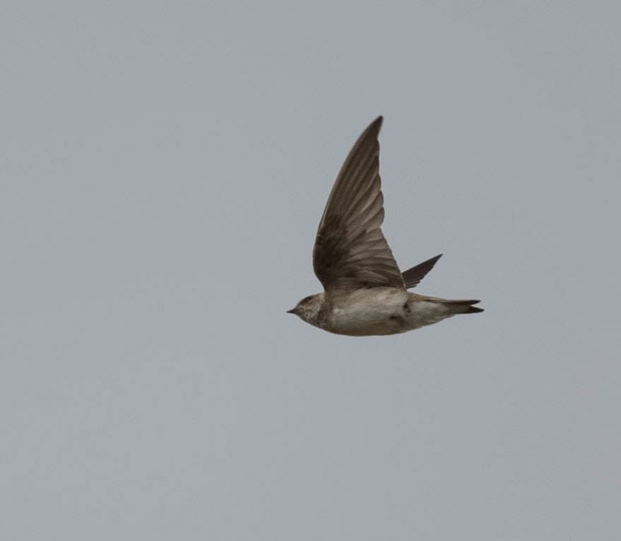 Grey-throated Martin Riparia chinensis