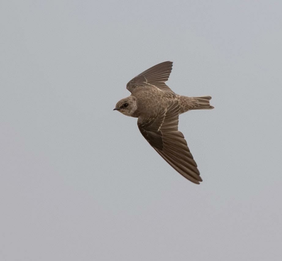 Pale Martin Riparia chinensis