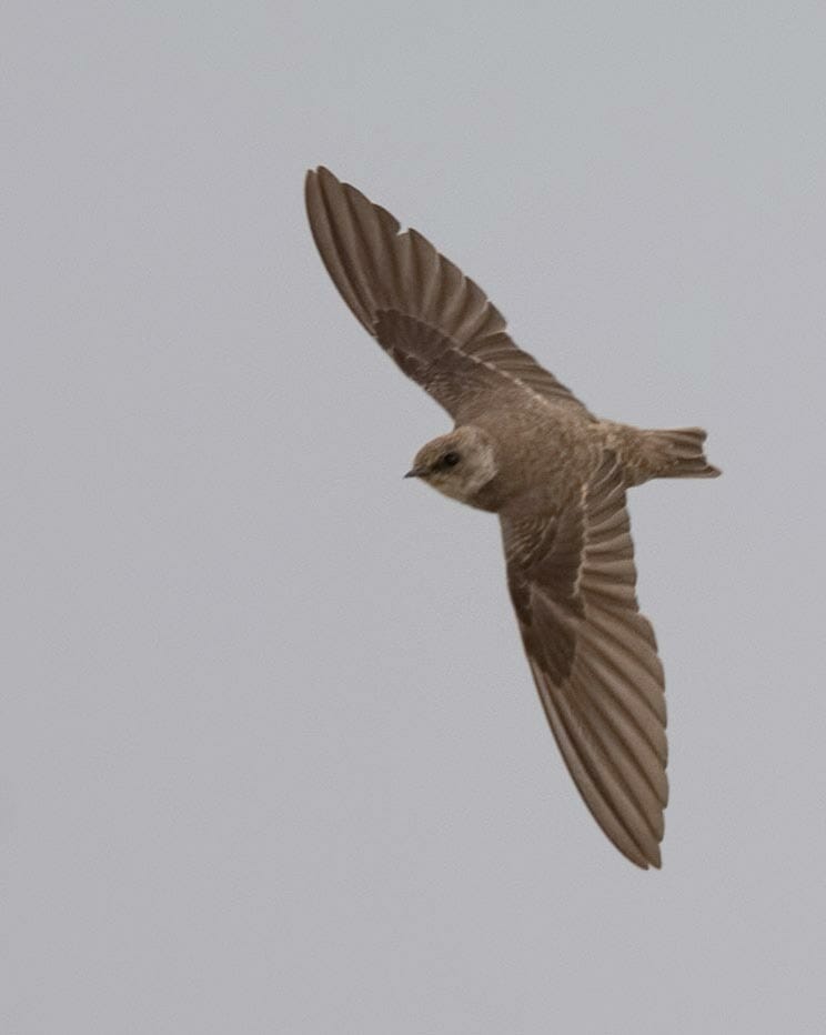 Pale Martin Riparia chinensis