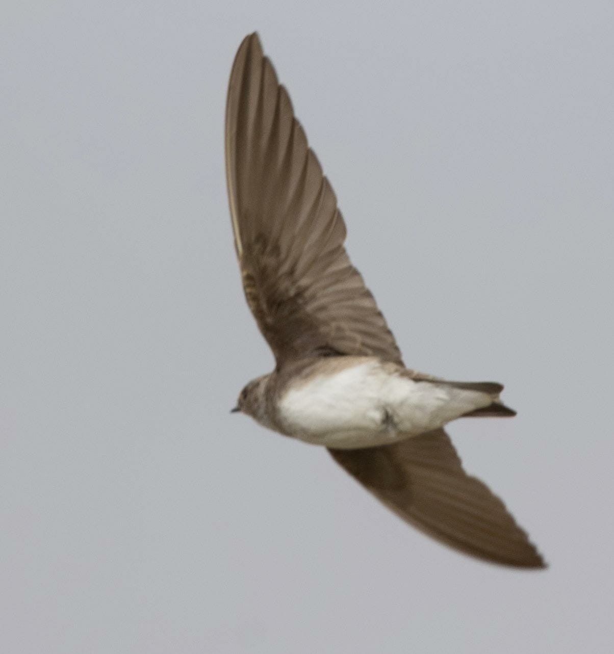 Grey-throated Martin Riparia chinensis