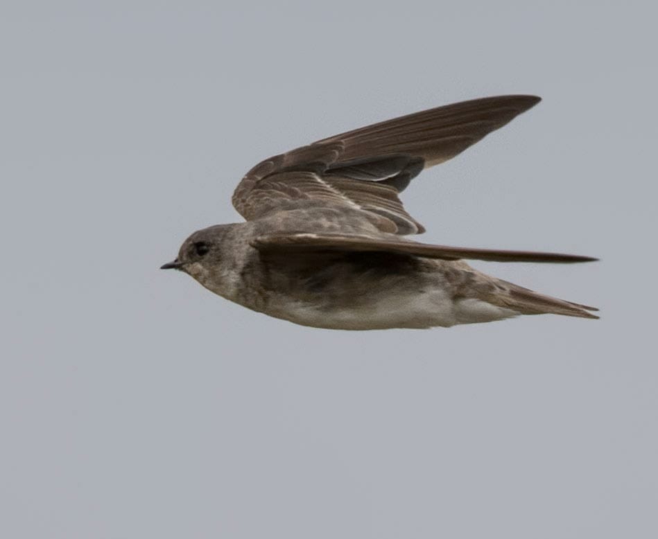 Pale Martin Riparia chinensis