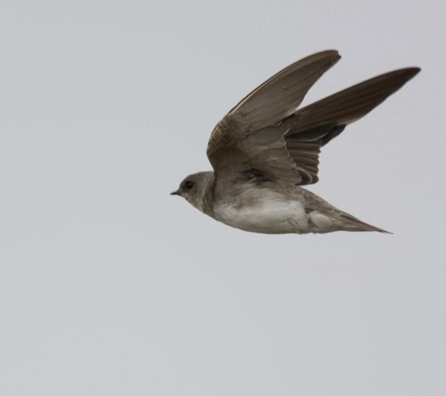 Pale Martin Riparia chinensis