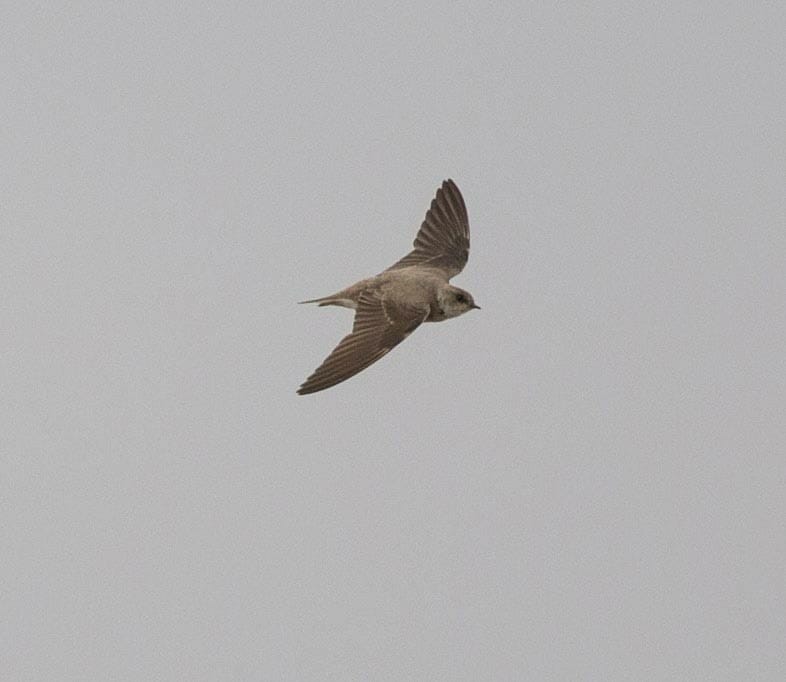 Grey-throated Martin Riparia chinensis