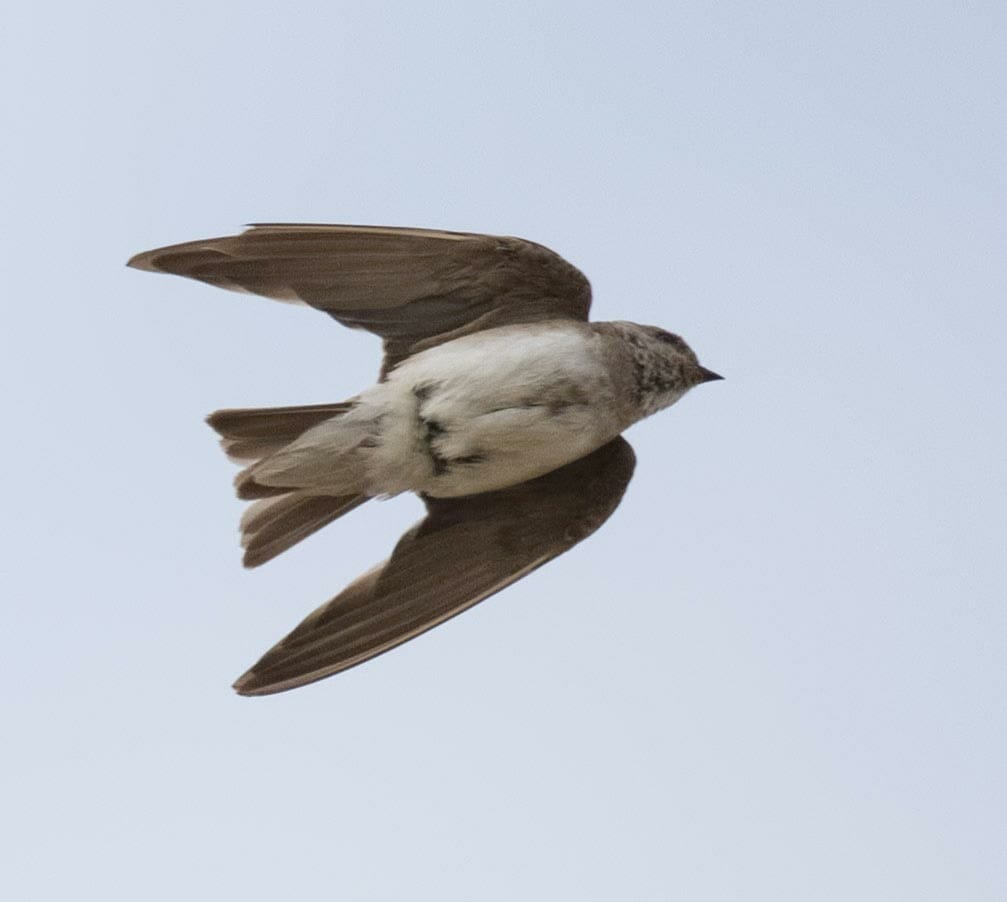 Grey-throated Martin Riparia chinensis 