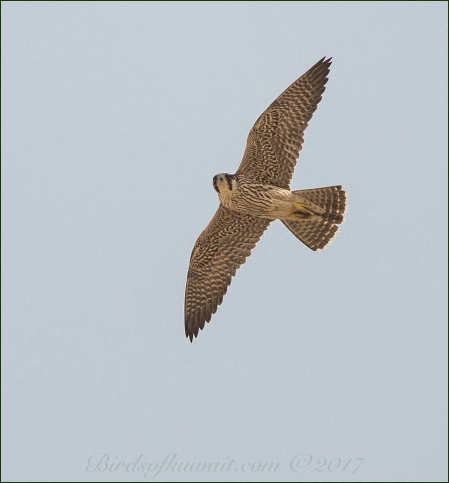 Peregrine Falcon in flight