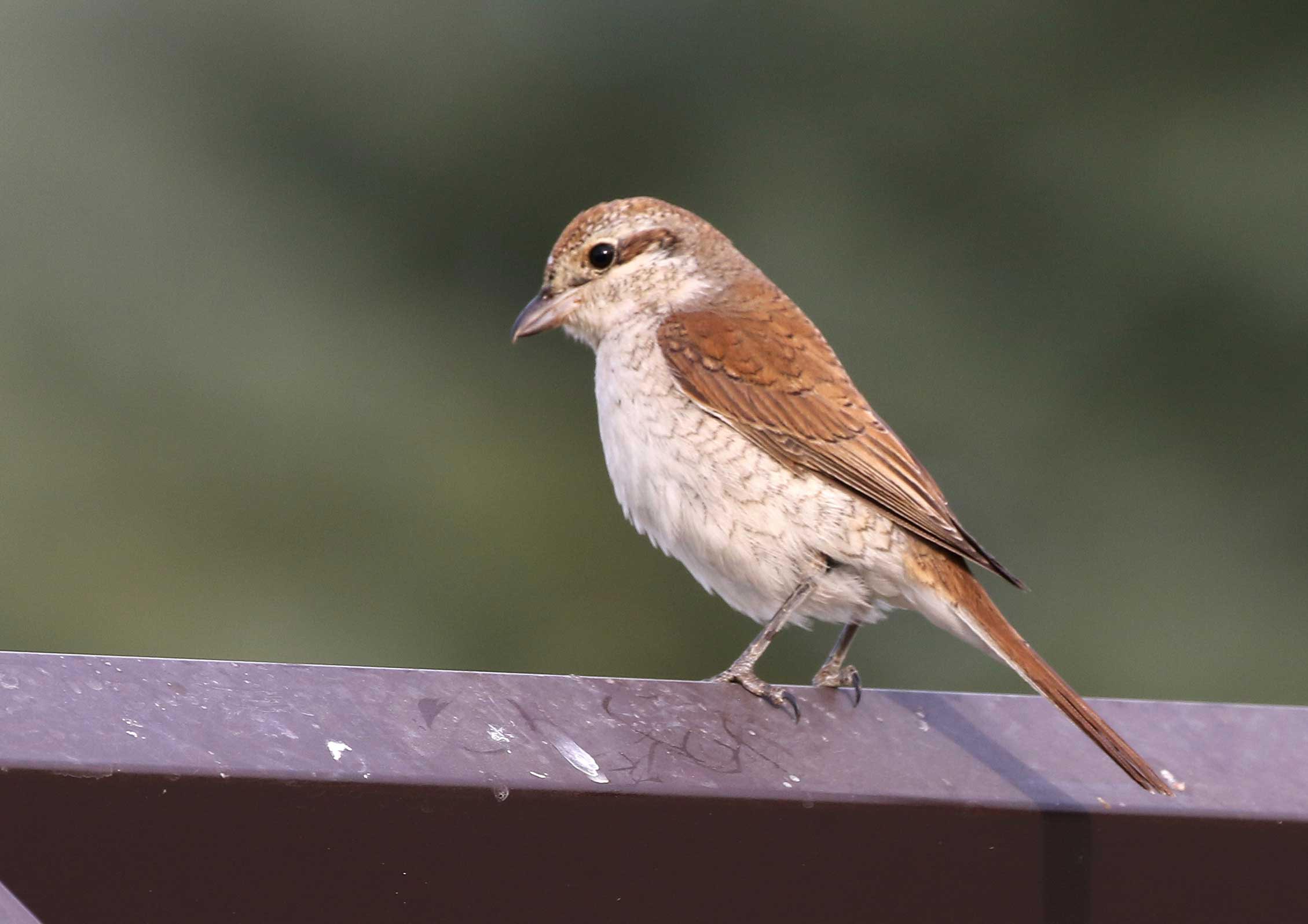 Red-backed Shrike perching on steel fence