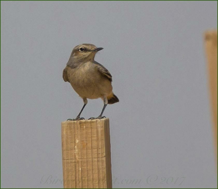 Red-tailed Wheatear perching on a stick