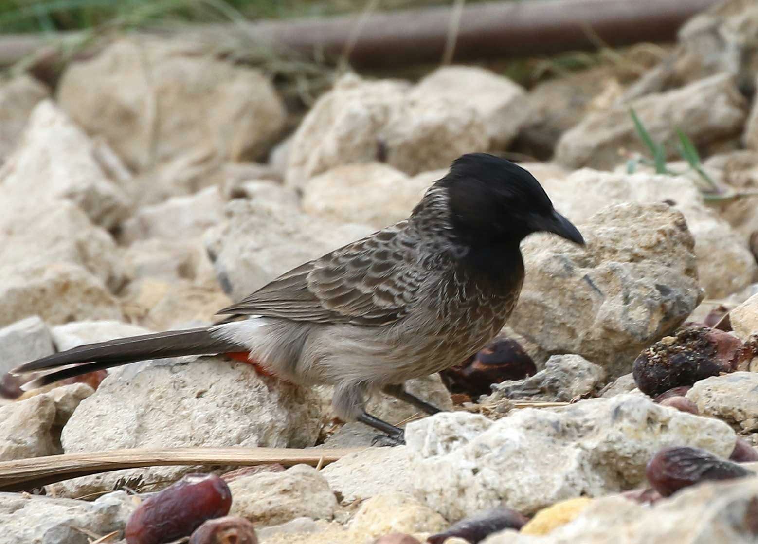 Red-vented Bulbul feeding on dates