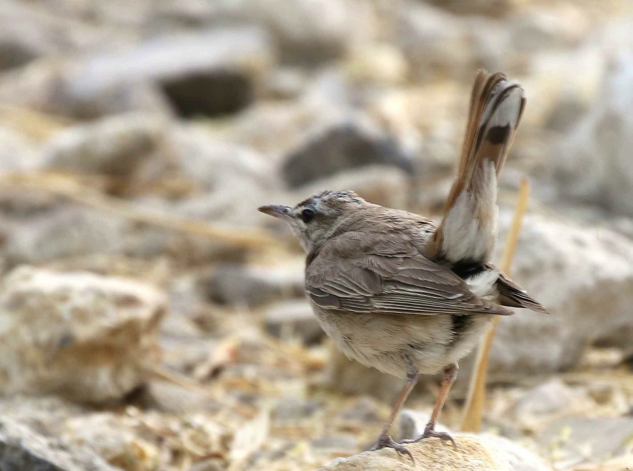 Rufous-tailed Scrub Robin on a rock