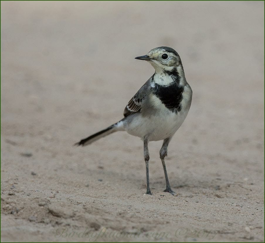 White Wagtail on the ground