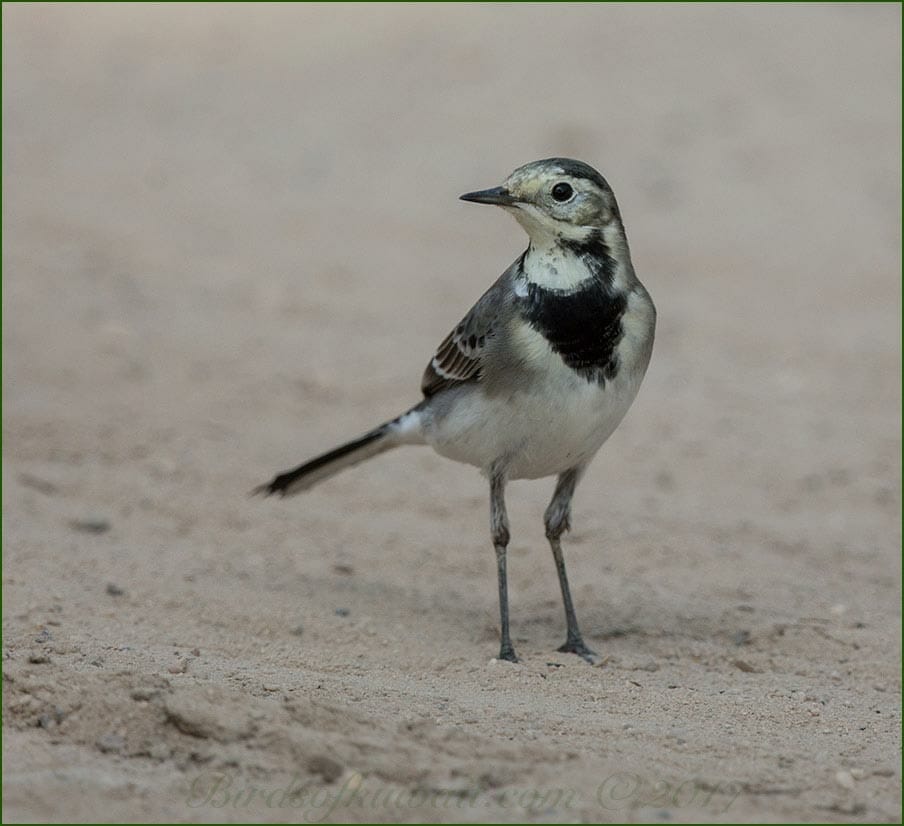 White Wagtail Motacilla alba