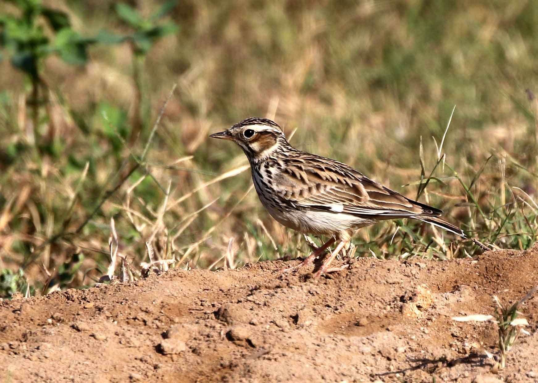 Woodlark on ground