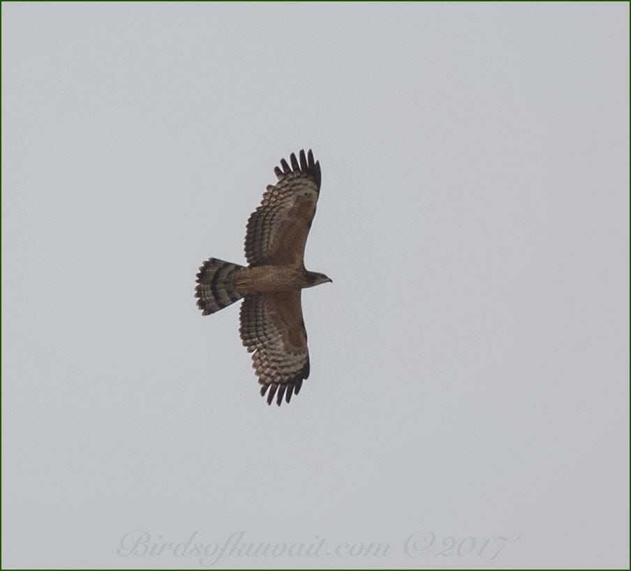 Crested Honey Buzzard Pernis ptilorhynchus 