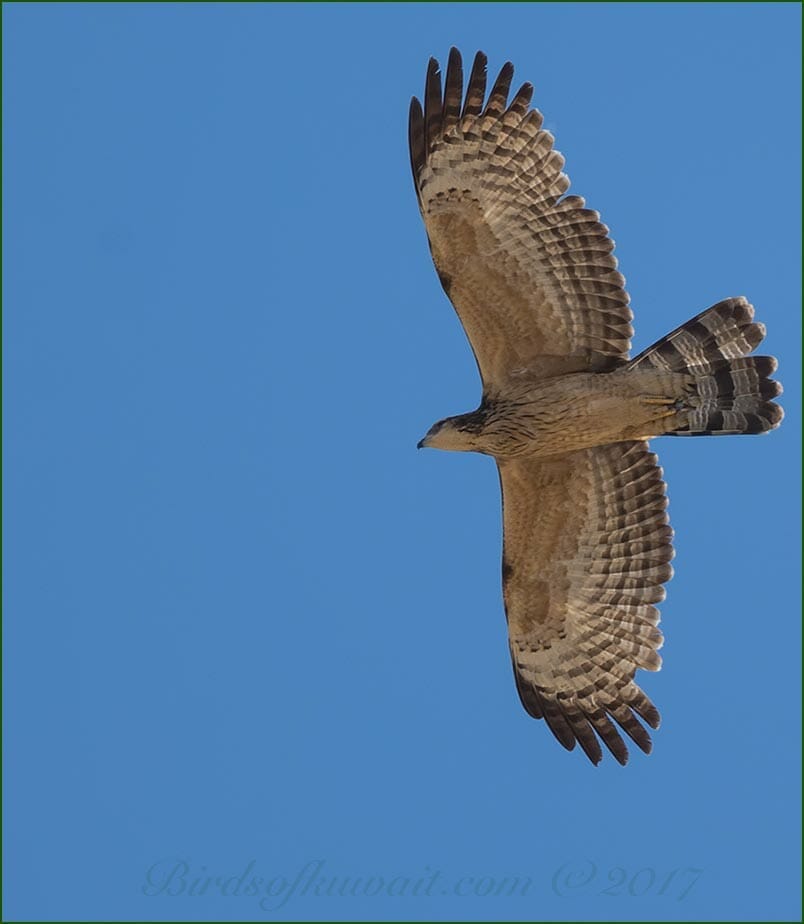 Crested Honey Buzzard Pernis ptilorhynchus