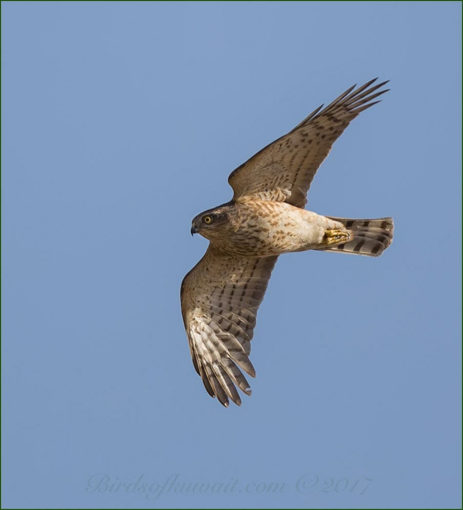 Eurasian Sparrowhawk Accipiter nisus