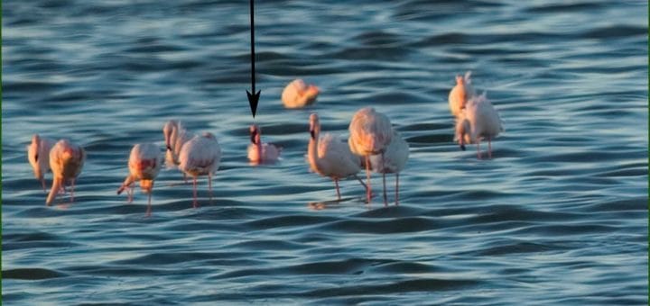 Lesser Flamingo amongst Greater Flamingos