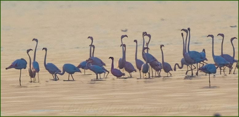 Lesser Flamingo Phoeniconaias minor