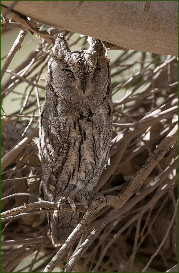 Pallid Scops Owl Otus brucei