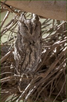 Pallid Scops Owl perched on a branch of a tree