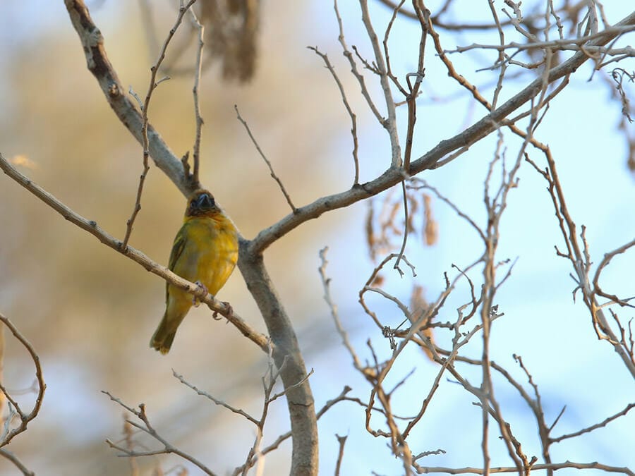 Rüppell’s Weaver perched on a branch of a tree
