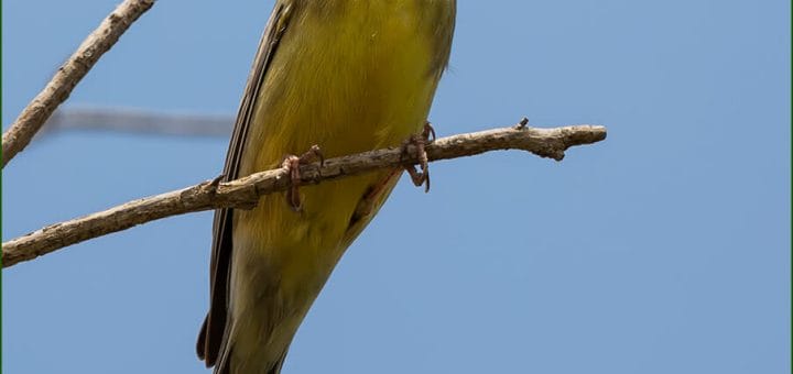 Cinereous Bunting perched on a branch of a treeg