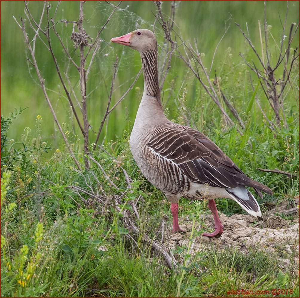 Eastern Greylag Goose Anser anser rubrirostris