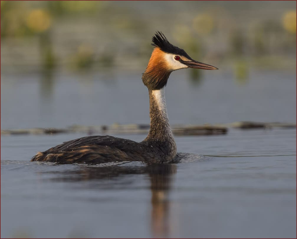 Great Crested Grebe swimming in adult summer plumage on water