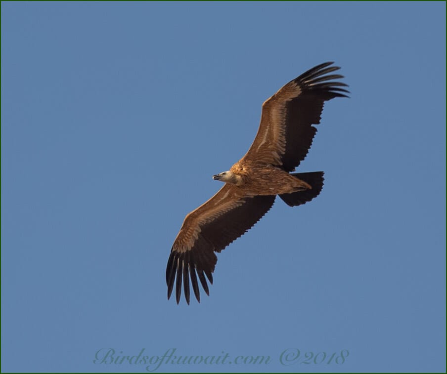 Eurasian Griffon Vulture in flight