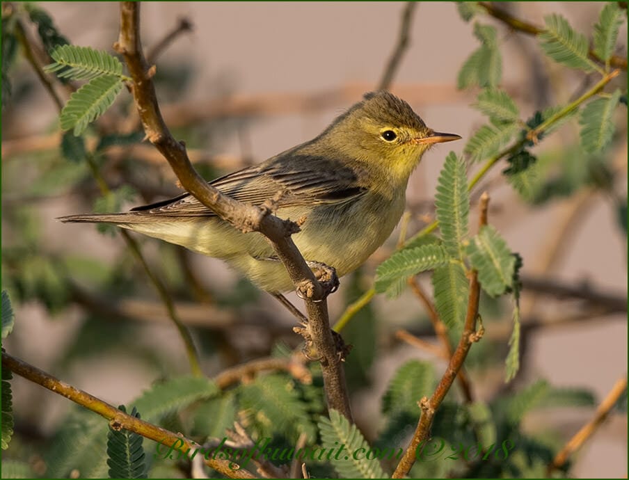 Icterine Warbler perched on a branch of a tree