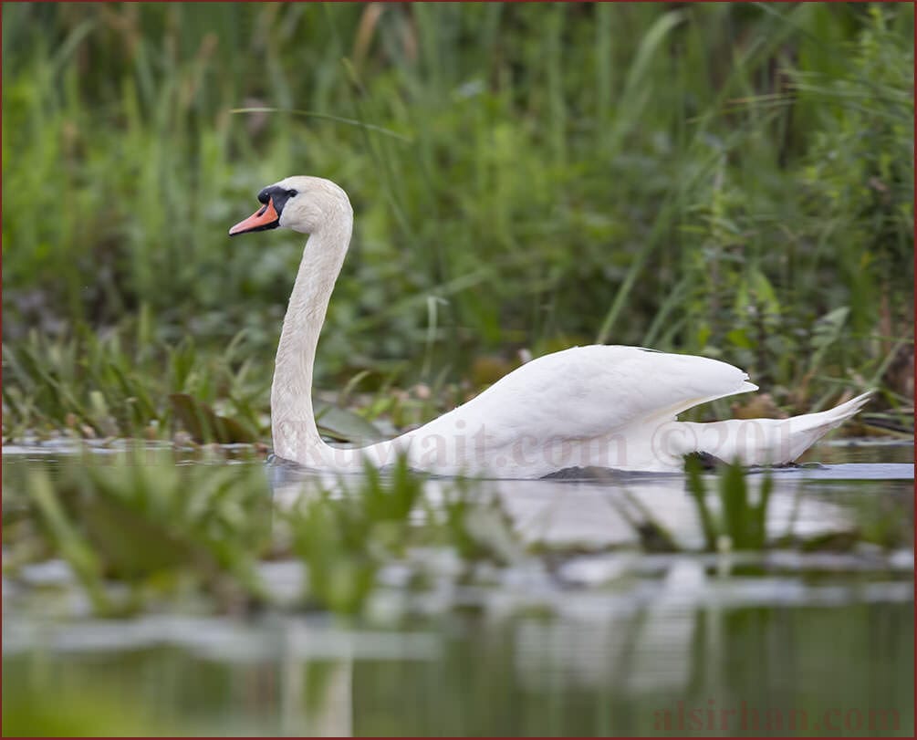 Mute Swan on water