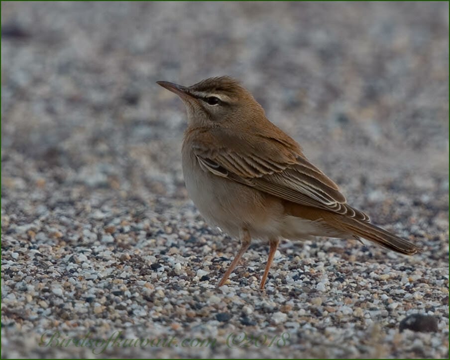 Rufous-tailed Scrub Robin perched on ground