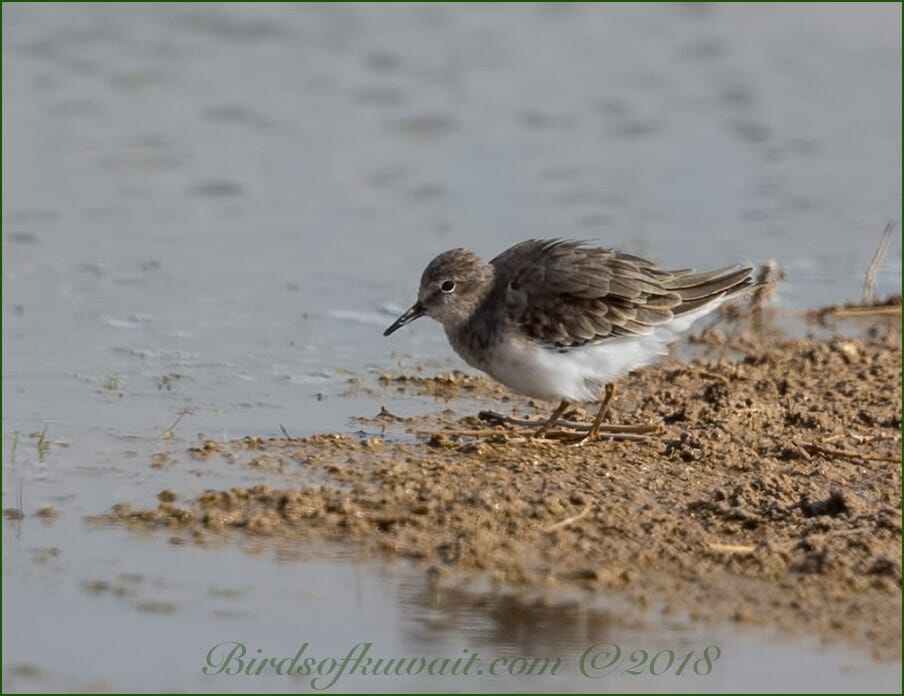 Temminck's Stint perched on ground