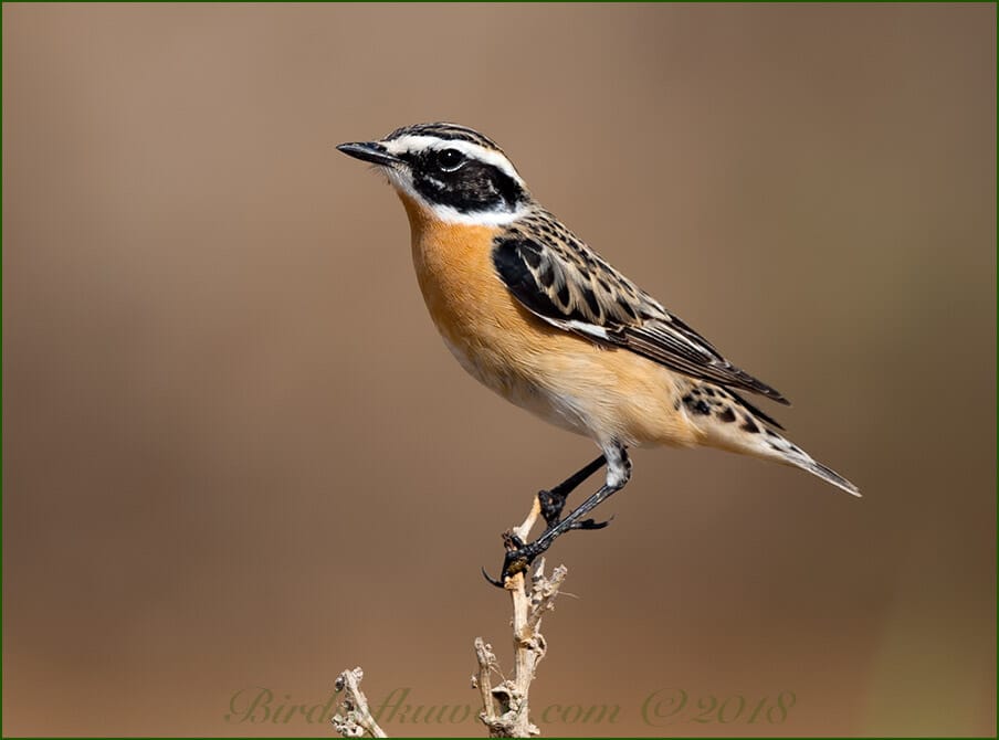 Whinchat perched on a stem of a plant